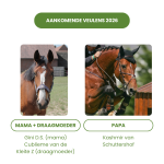 Aankomende Veulens 2026 – Embryo van Gini D.S. × Kashmir van ’t Schuttershof